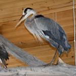 OTRA2013_1960 (July 21, 2013)